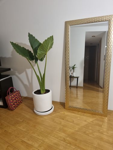 Customer photo review of Hoja Elegante