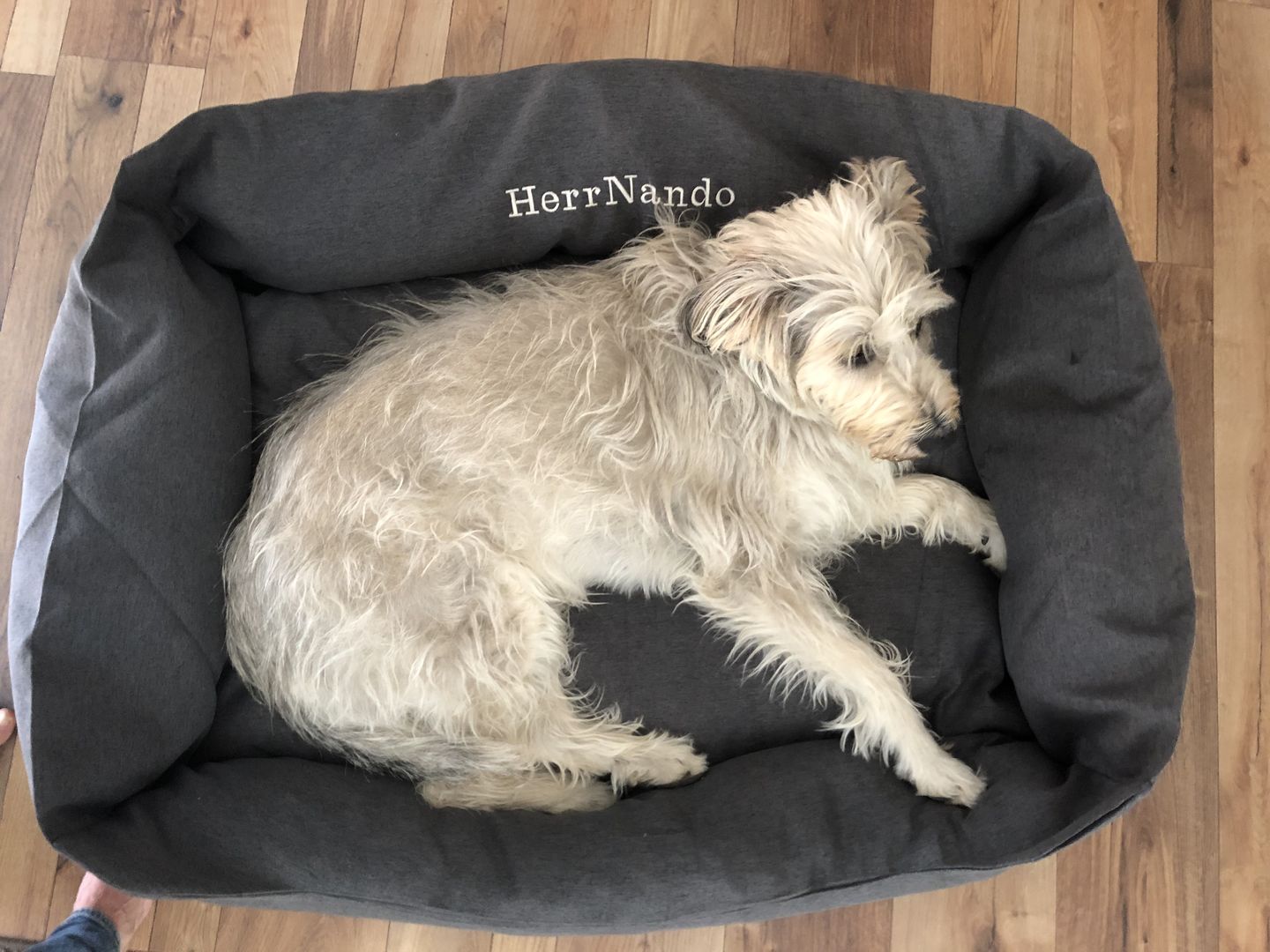 Customer photo review of Persönliche Gravur - Orthopädische Hunde Couch