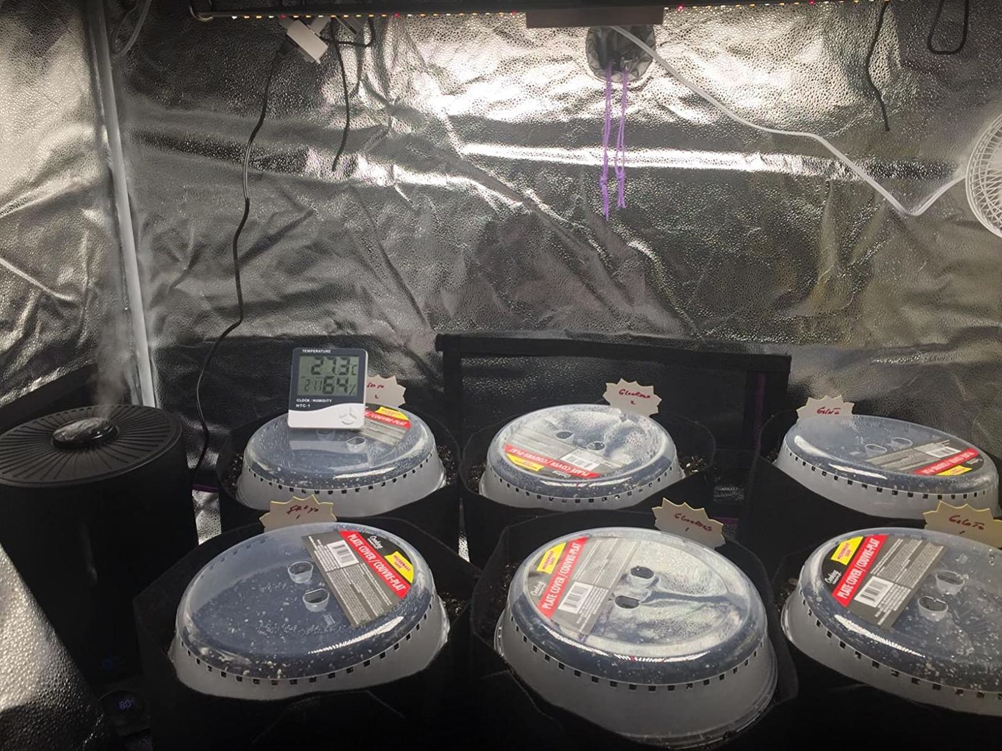 Customer photo review of Spider Farmer® SF2000 LED Grow Light+2’x4′ Grow Tent+Inline Fan Combo with Speed Controller