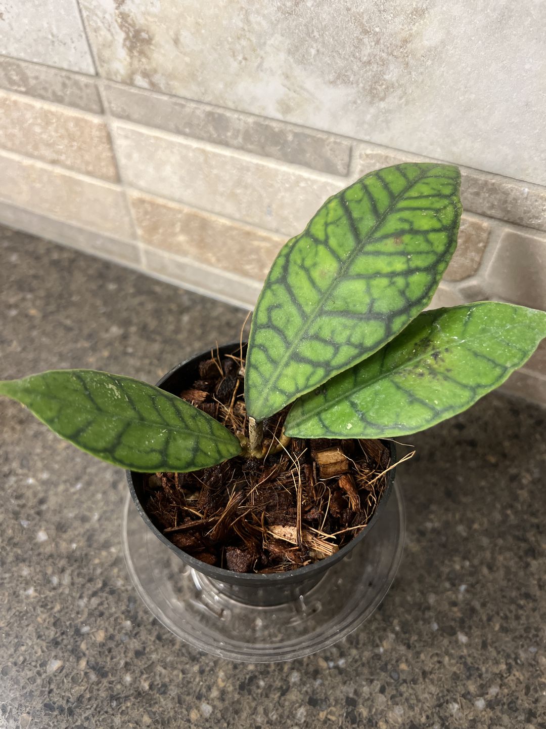 Customer photo review of 3" Hoya callistophylla