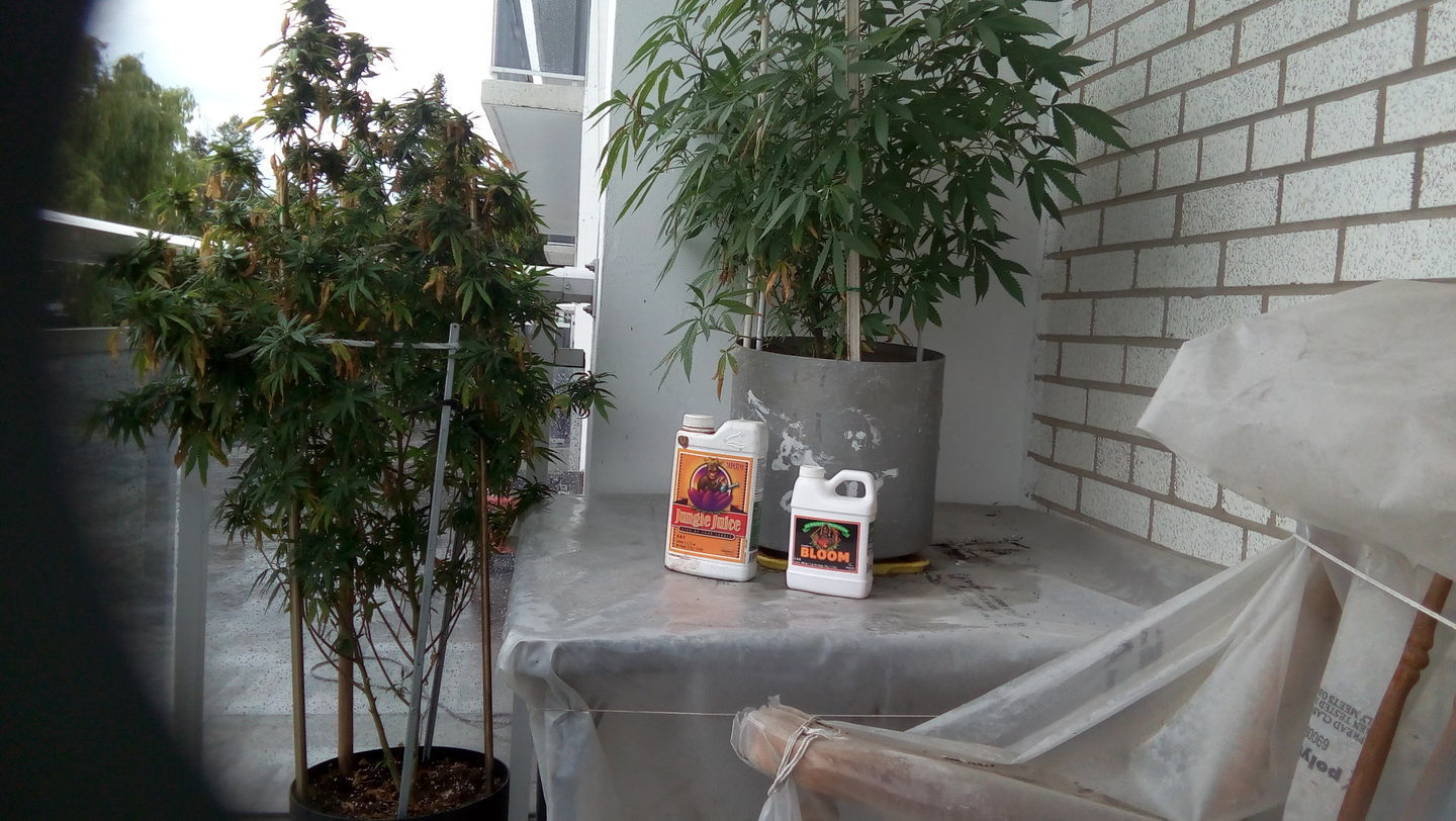 Customer photo review of Advanced Nutrients pH Perfect Bundle Grow, Micro and Bloom Trio