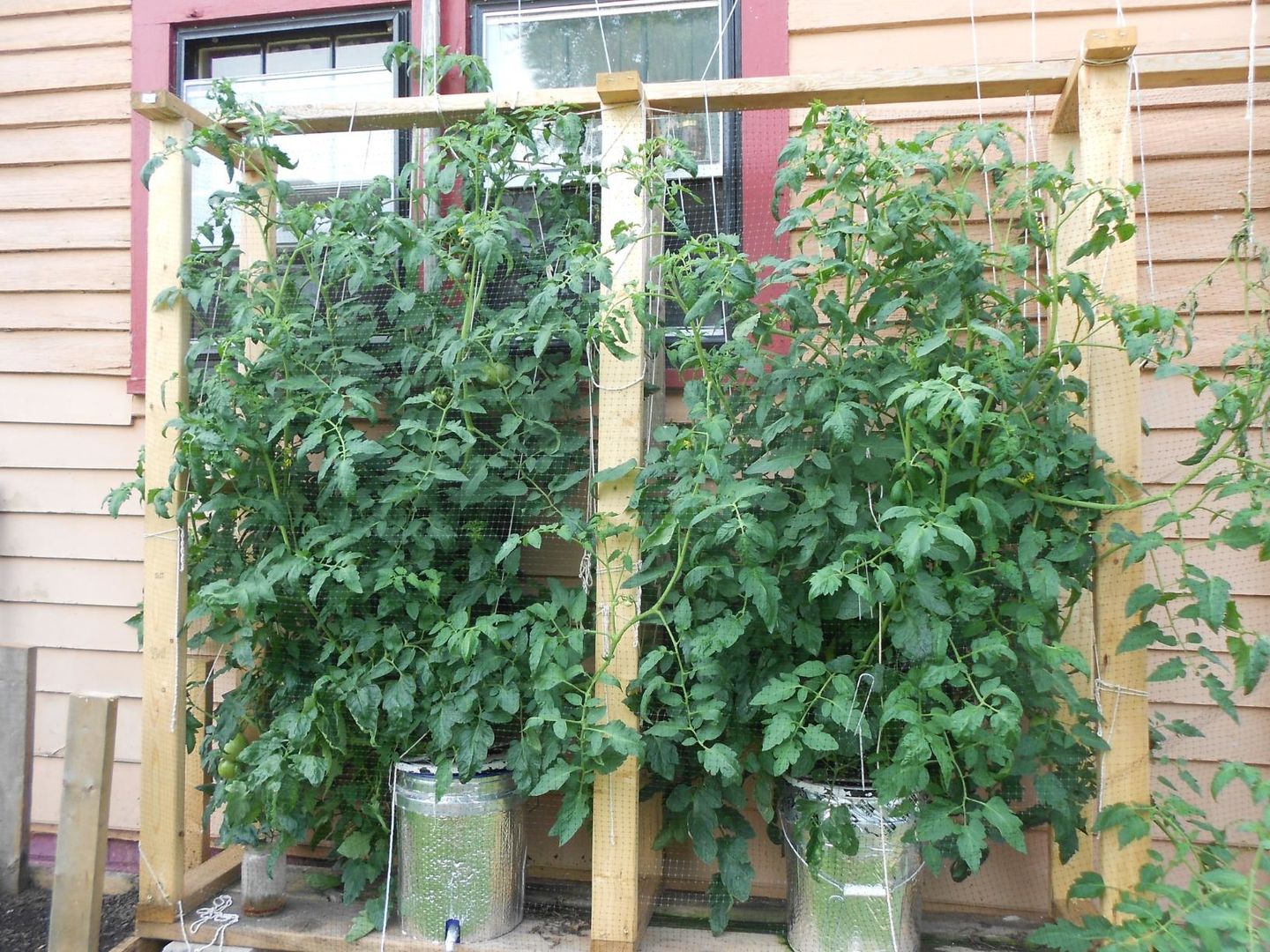 Customer photo review of General Hydroponics Flora Series Gallon Bundle