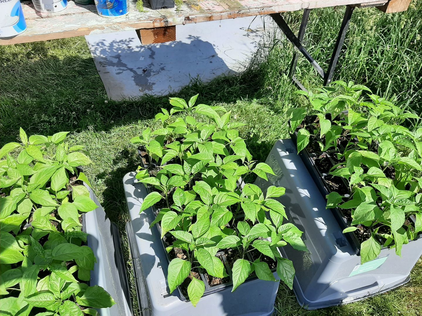Customer photo review of GreenPlanet Nutrients Vitathrive 0-1-1