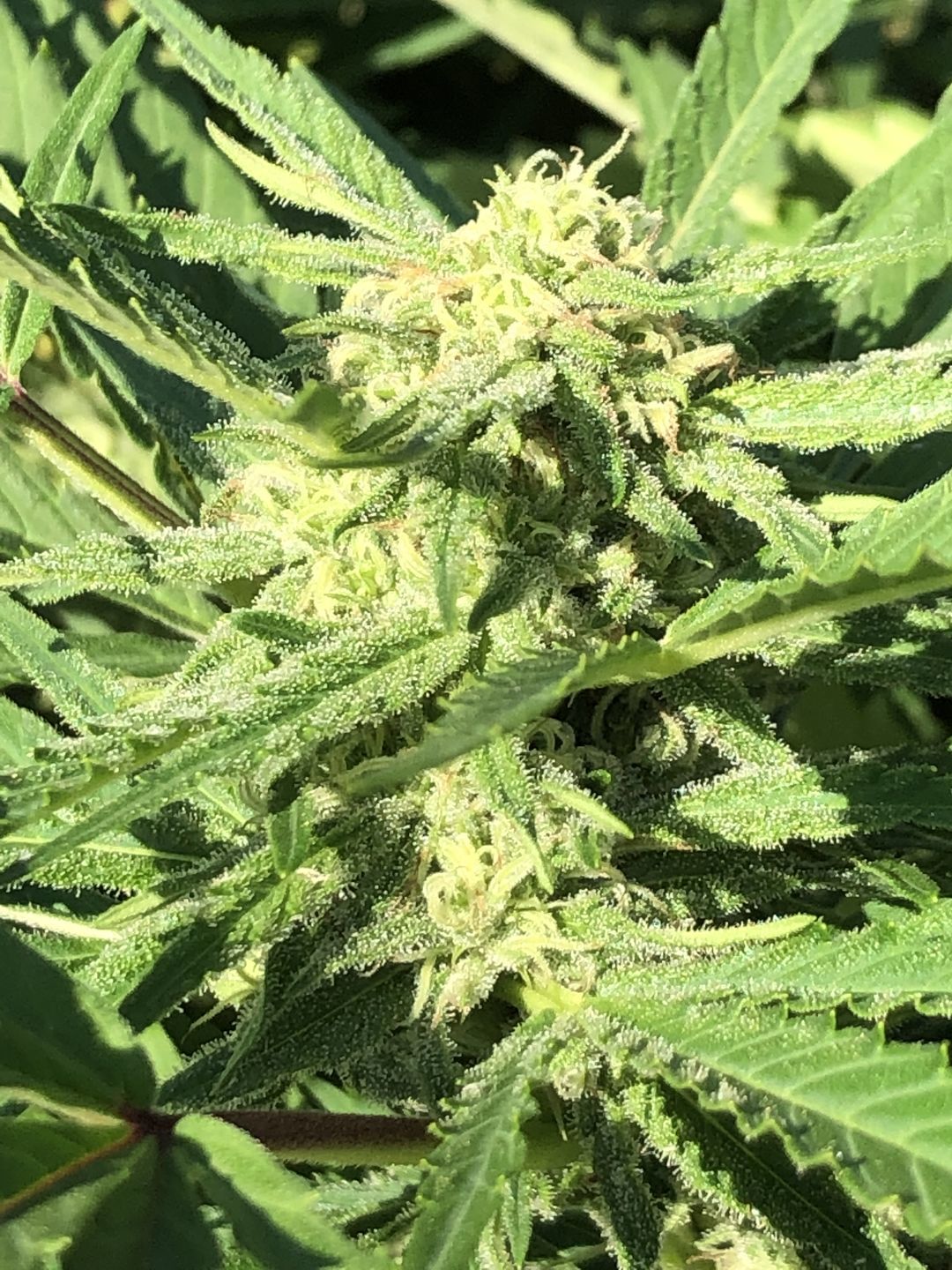 Customer photo review of GreenPlanet Nutrients Medi One (4-3-3)