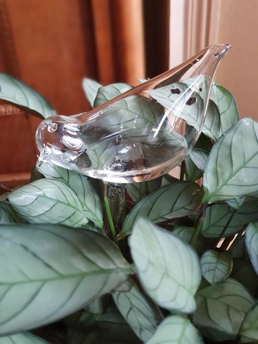 Customer photo review of Mon petit oiseau - Le Jardin de Mamie®