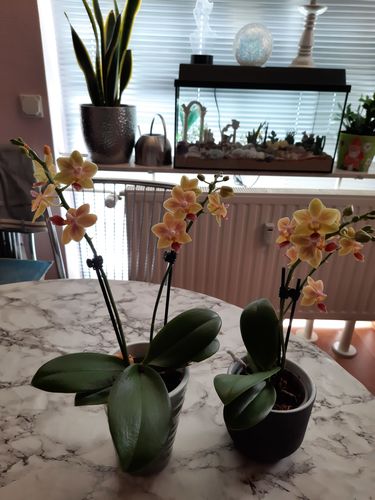 Customer photo review of Cocktail Orchidee mit gelben und roten Blüten
