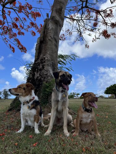 Customer photo review of Sage Collar - Recycled Ripstop