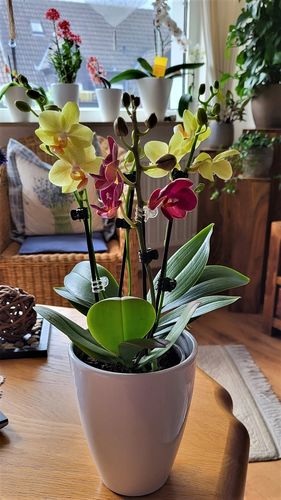 Customer photo review of Epidendrum Nordic Fire Dauerblüher mit roter Blüte