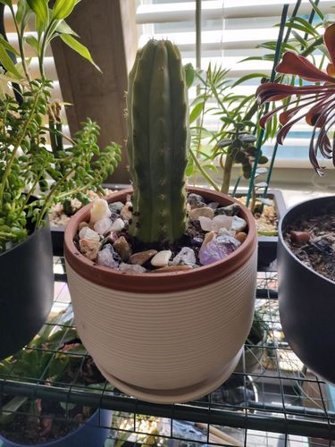 Customer photo review of San Pedro Cactus | Echinopsis pachanoi