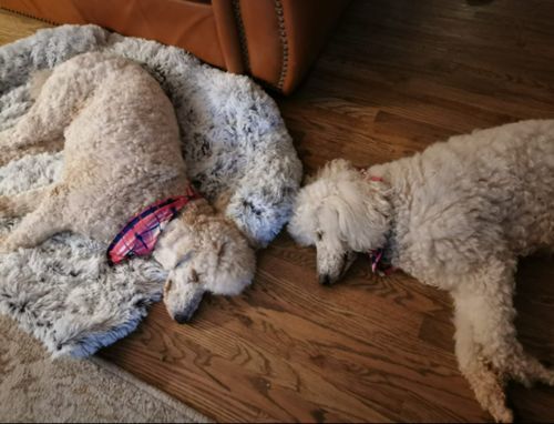 Customer photo review of Water Resistant Calming Dog Bed - 50% Off Today Only