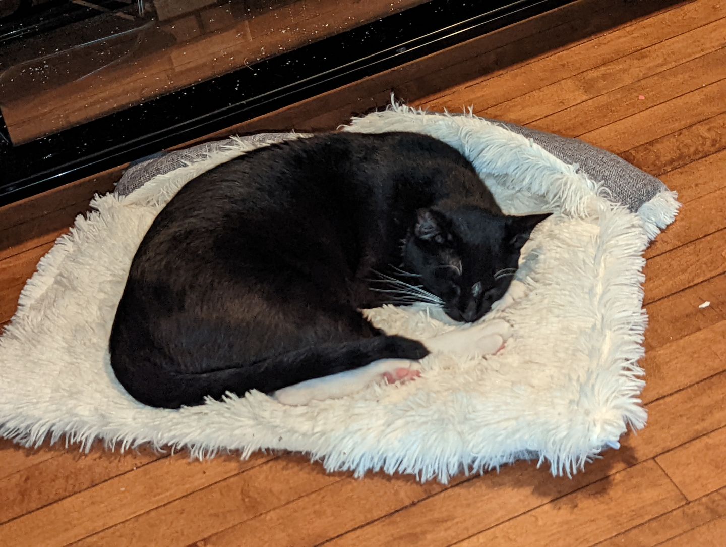 Customer photo review of 2-in-1 Soothing Cat Bed