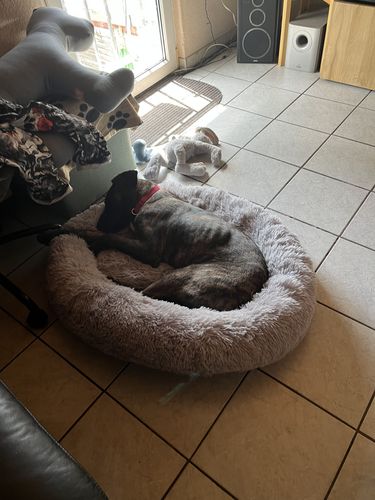 Customer photo review of Puppery Kuschelbett - Das Original