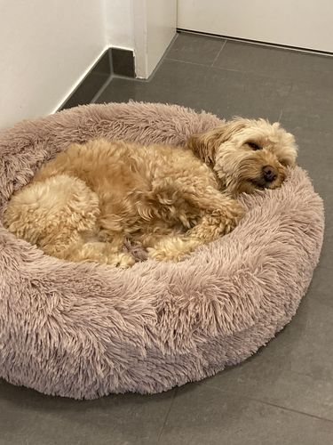 Customer photo review of Puppery Kuschelbett - Das Original