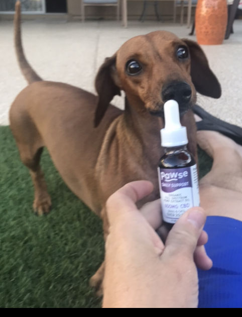 Customer photo review of Daily Support - Full Spectrum Hemp CBD Oil - For All Pets Over 20 Pounds Auto renew