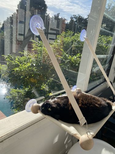 Customer photo review of ZeZe Cat Window Lounger