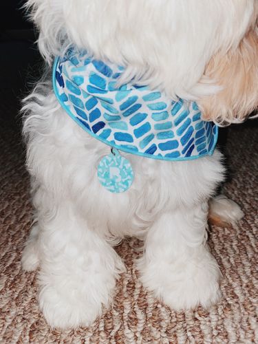 Customer photo review of Paw & Bones