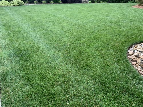 Customer photo review of Protene Performance Summer Fertilizer