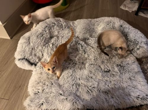 Customer photo review of Water Resistant Calming Dog Bed - 50% Off Today Only