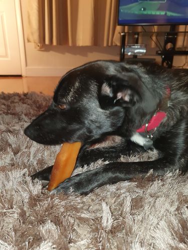 Customer photo review of Everest Dog Yak Chews
