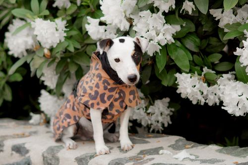 Customer photo review of Visibility Raincoat Lite Leopard for Dogs