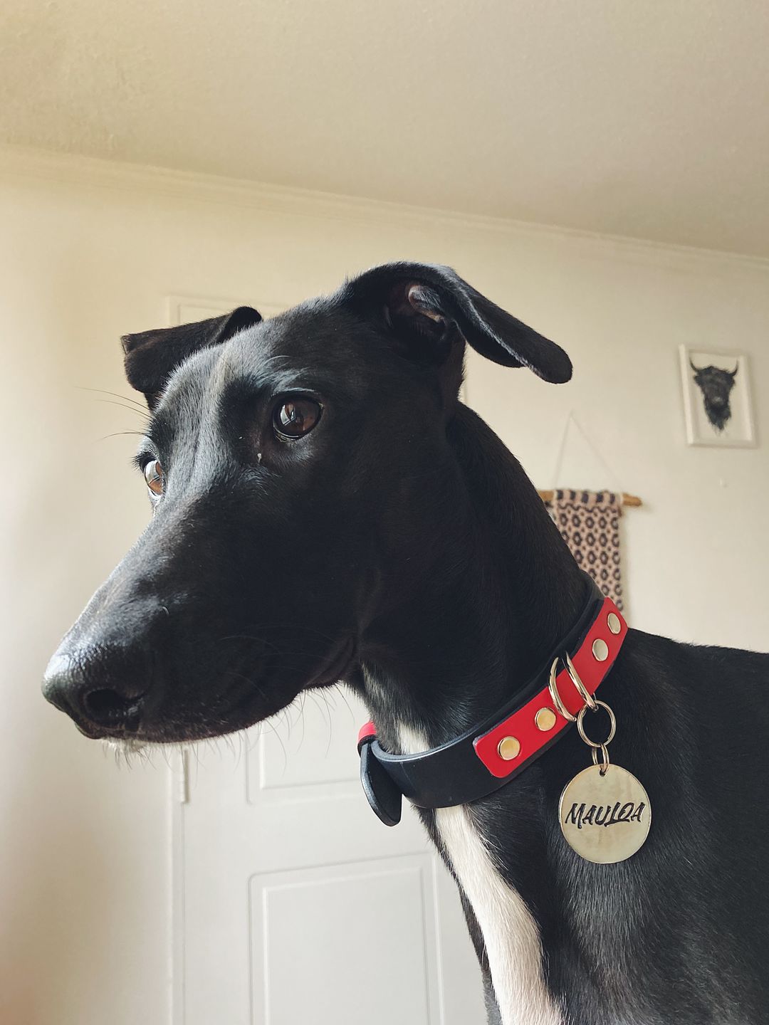 Customer photo review of Collar Duke Negro/Rojo