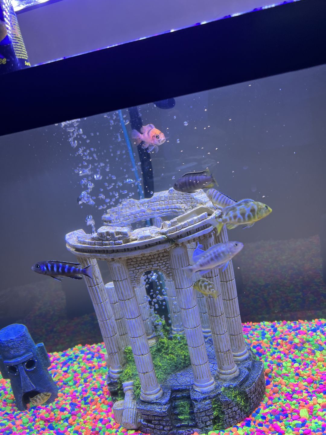 Customer photo review of Xtreme PeeWee Cichlid Fish Food