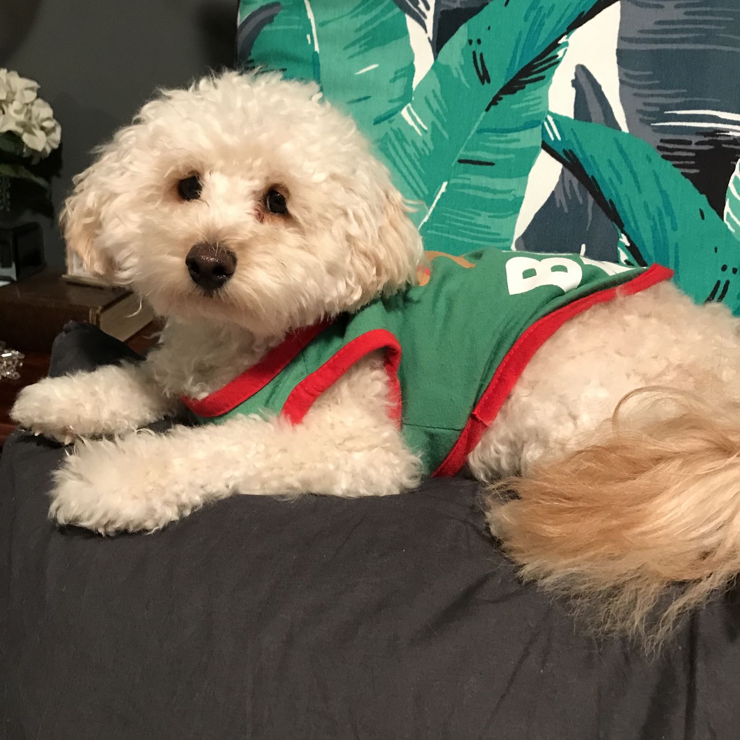Customer photo review of Dual-Head Safe Pet Dematting Comb