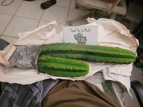 Customer photo review of San Pedro Cactus | Echinopsis pachanoi