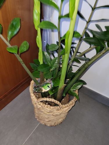 Customer photo review of Mon petit oiseau - Le Jardin de Mamie®