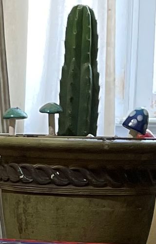 Customer photo review of San Pedro Cactus | Echinopsis pachanoi