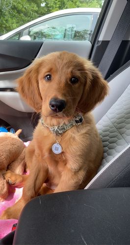 Customer photo review of Paw & Bones