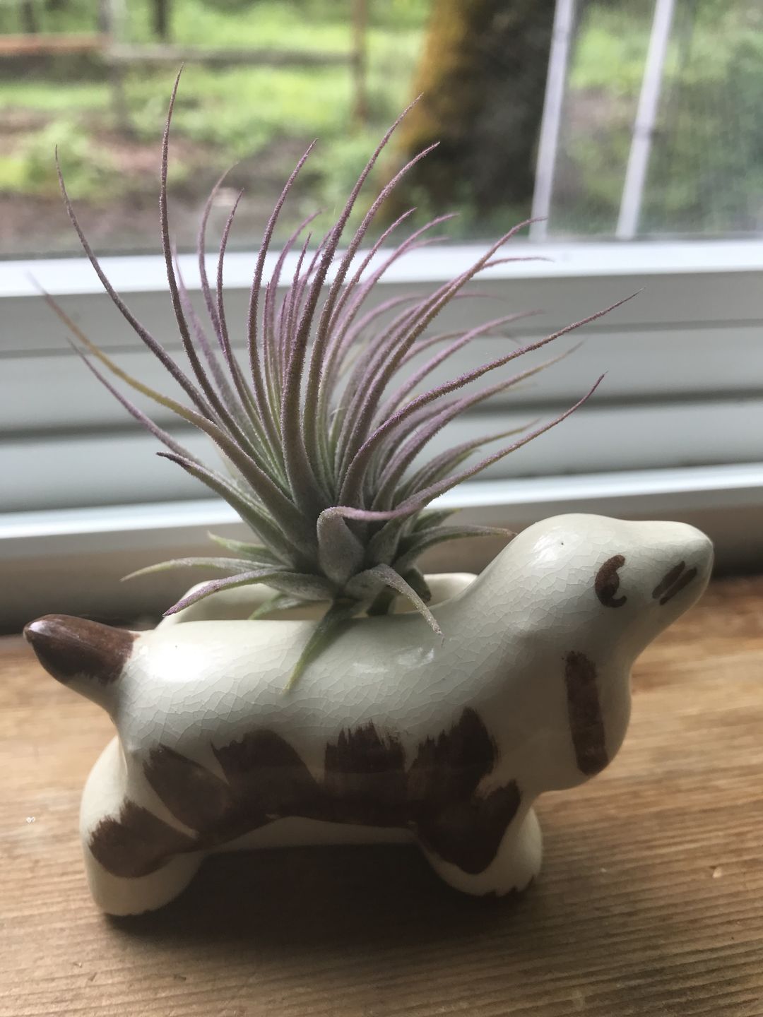 Customer photo review of Ionantha Lavender