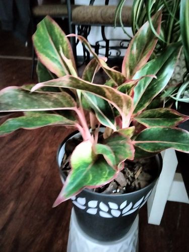 Customer photo review of Medium Red Aglaonema