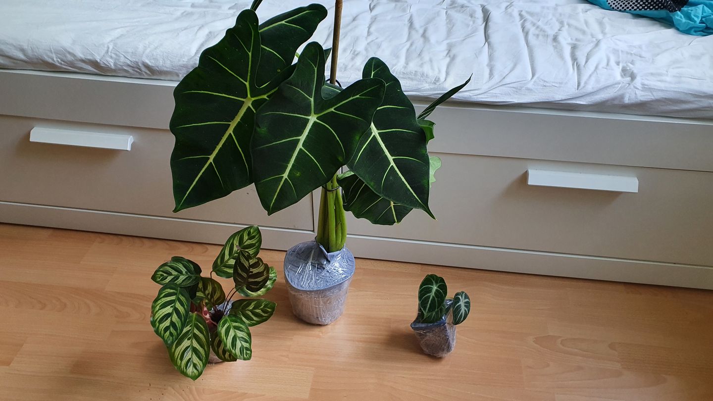 Customer photo review of ALOCASIA BLACK VELVET