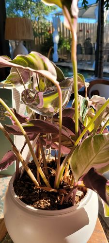 Customer photo review of Mon petit oiseau - Le Jardin de Mamie®