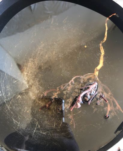 Customer photo review of Rose de Jericho • Chajarat Mariam