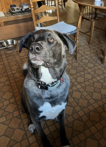 Customer photo review of Sage Collar - Recycled Ripstop