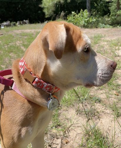 Customer photo review of Evergreen