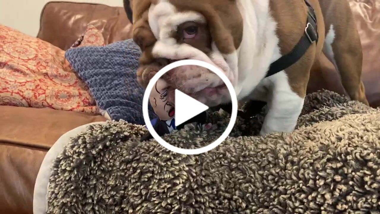 Customer video review of Joe Biden Kamala Harris & Nancy Pelosi Starter Pack Tough Plush Dog Chew Toys with Squeakers - Official Republican Dogs