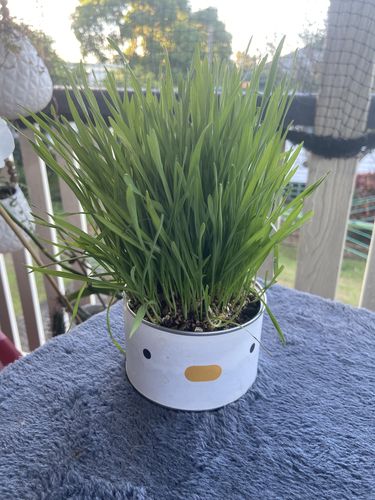 Customer photo review of Purroom Little Chicken Canned Cat Grass Planter