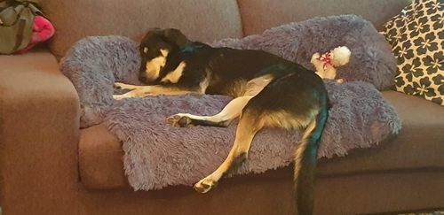 Customer photo review of Calming Couch Bed