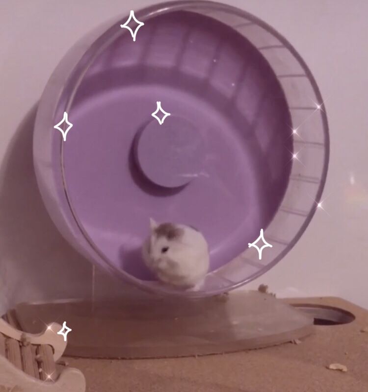 Customer photo review of Niteangel Super-Silent Hamster Exercise Wheels