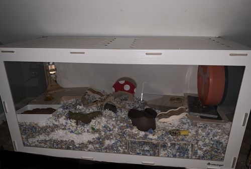 Customer photo review of Niteangel Bigger World MDF Terrarium Aspen Poplar Wooden Enclosure for Syrian and Dwarf Hamsters