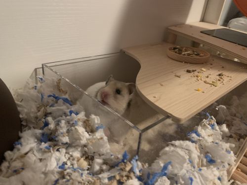 Customer photo review of Niteangel Small Animal Sand-Bath Box - Acrylic Critter's Sand Bath Shower Room & Digging Sand Container for Hamsters Mice Lemming Gerbils or Other Small Pets