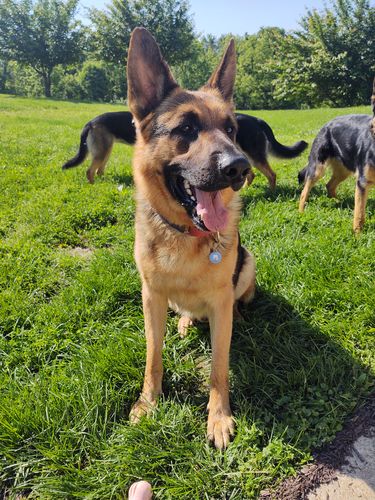 Customer photo review of Blue