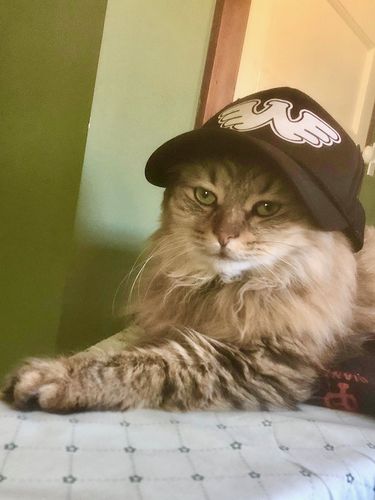 Customer photo review of Waylon Jennings Symbol Flying W Trucker Hat - Black