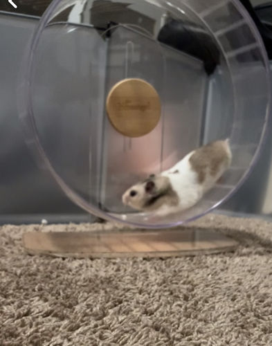 Customer photo review of Niteangel Super-Silent Hamster Exercise Wheels