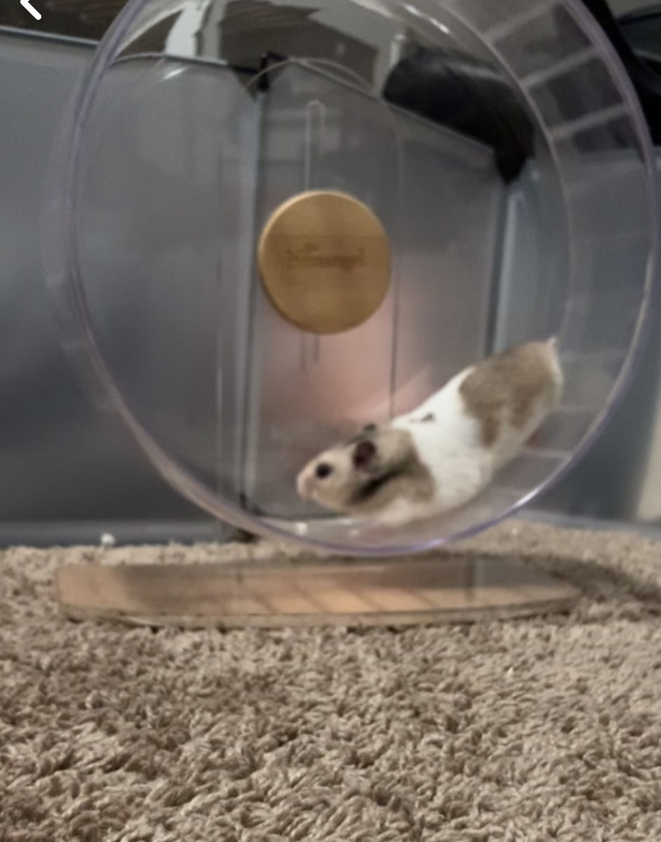 Customer photo review of Niteangel Super-Silent Hamster Exercise Wheels