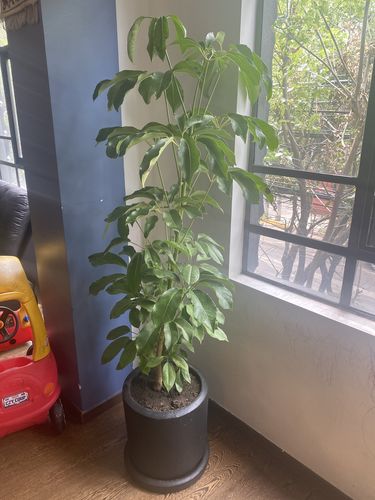 Customer photo review of Aralia Schefflera