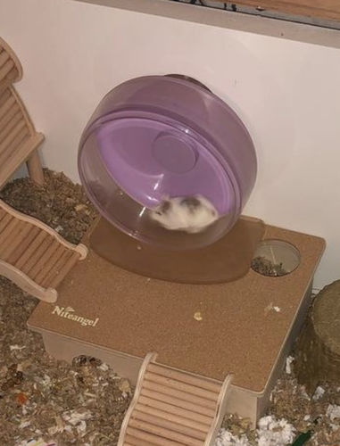 Customer photo review of Niteangel Hamster Chamber's Protective Cork Mat: Fit for Removable Lid of Hamster 2-Chamber or Rectangular 3-Chamber Maze House only